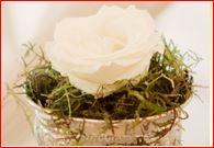 Extrodinary Flower Power